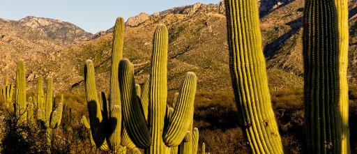 Catalina State Park
