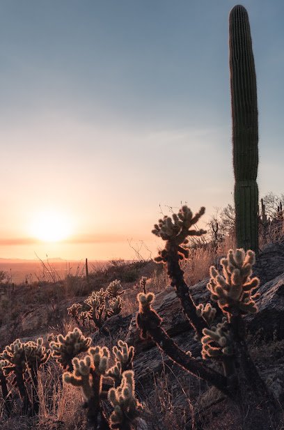 Saguaro National Park (West) - King Canyon Trailhead