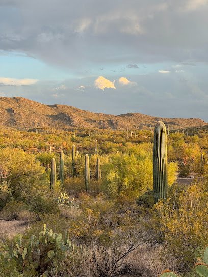 Saguaro National Park (East) - Rincon Mountain District